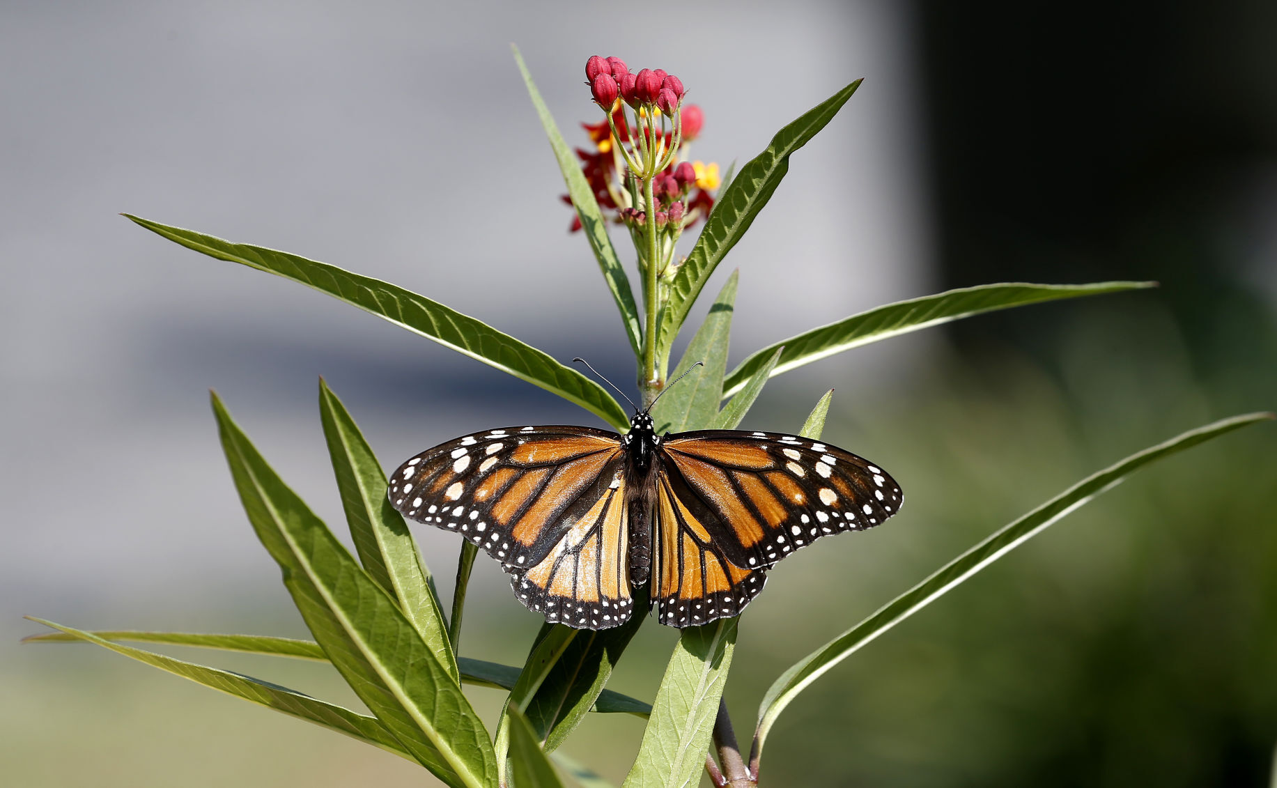 20200XXX_MET_MONARCH_AWE05